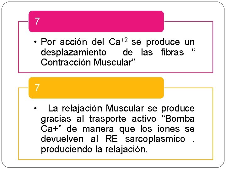 7 • Por acción del Ca+2 se produce un desplazamiento de las fibras “