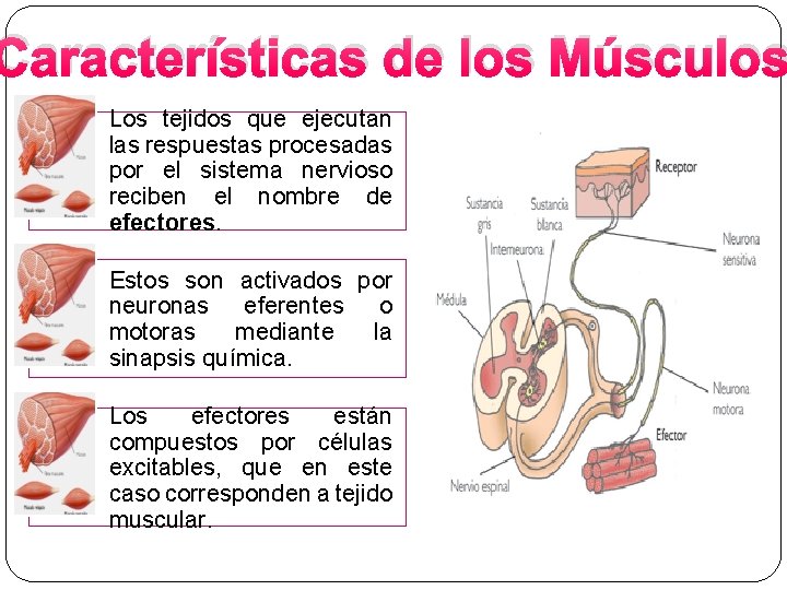 Características de los Músculos Los tejidos que ejecutan las respuestas procesadas por el sistema