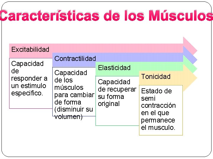 Características de los Músculos Excitabilidad Capacidad de responder a un estimulo especifico. Contractilidad Capacidad