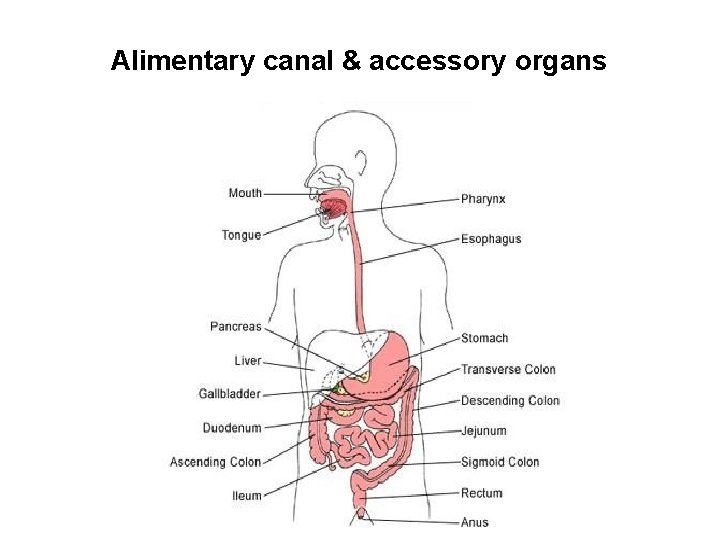 Alimentary canal & accessory organs 