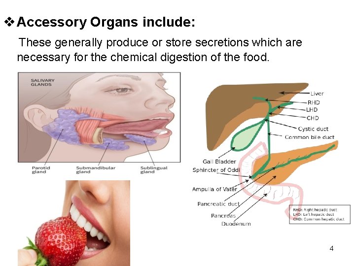  Accessory Organs include: These generally produce or store secretions which are necessary for