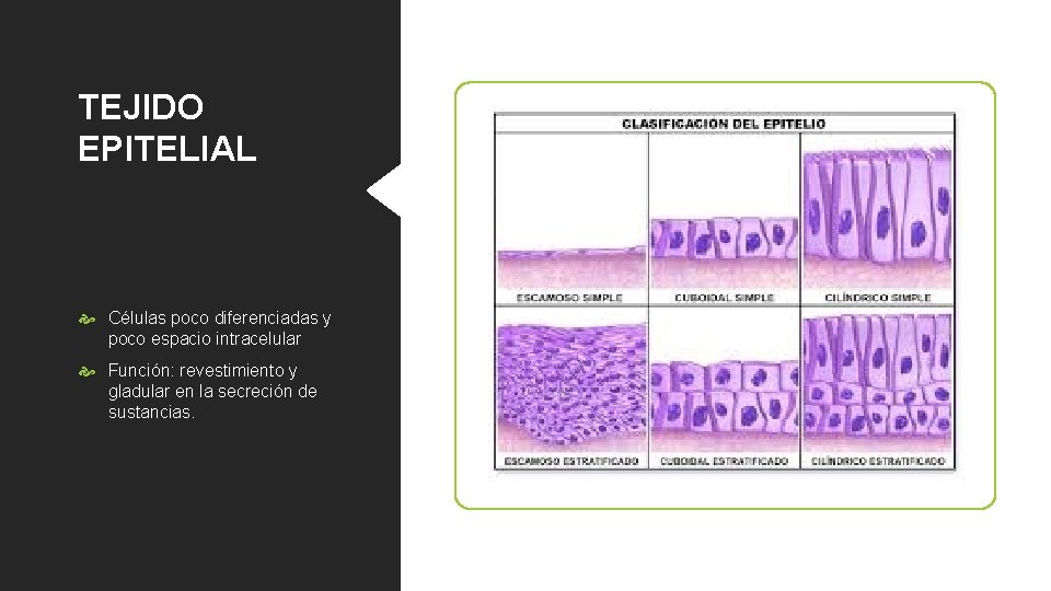 TEJIDO EPITELIAL Células poco diferenciadas y poco espacio intracelular Función: revestimiento y gladular en