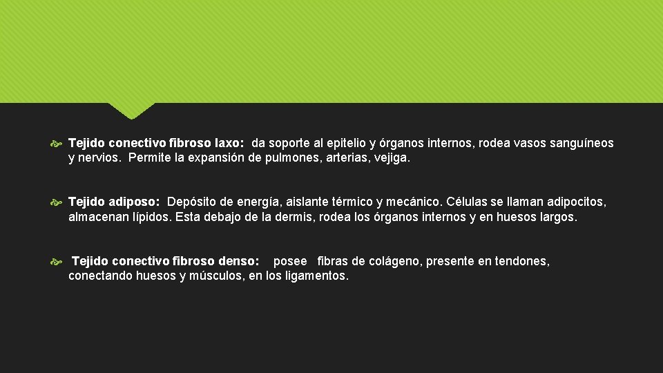  Tejido conectivo fibroso laxo: da soporte al epitelio y órganos internos, rodea vasos