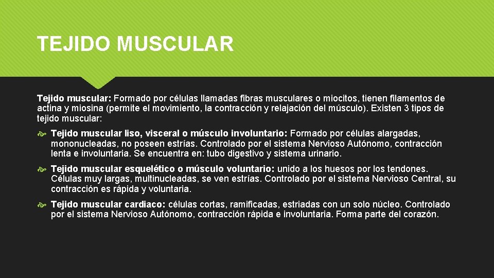 TEJIDO MUSCULAR Tejido muscular: Formado por células llamadas fibras musculares o miocitos, tienen filamentos