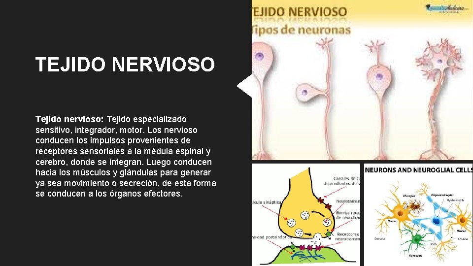 TEJIDO NERVIOSO Tejido nervioso: Tejido especializado sensitivo, integrador, motor. Los nervioso conducen los impulsos