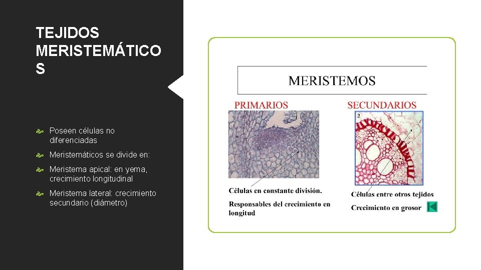 TEJIDOS MERISTEMÁTICO S Poseen células no diferenciadas Meristemáticos se divide en: Meristema apical: en