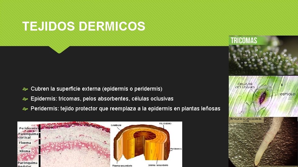 TEJIDOS DERMICOS Cubren la superficie externa (epidermis o peridermis) Epidermis: tricomas, pelos absorbentes, células