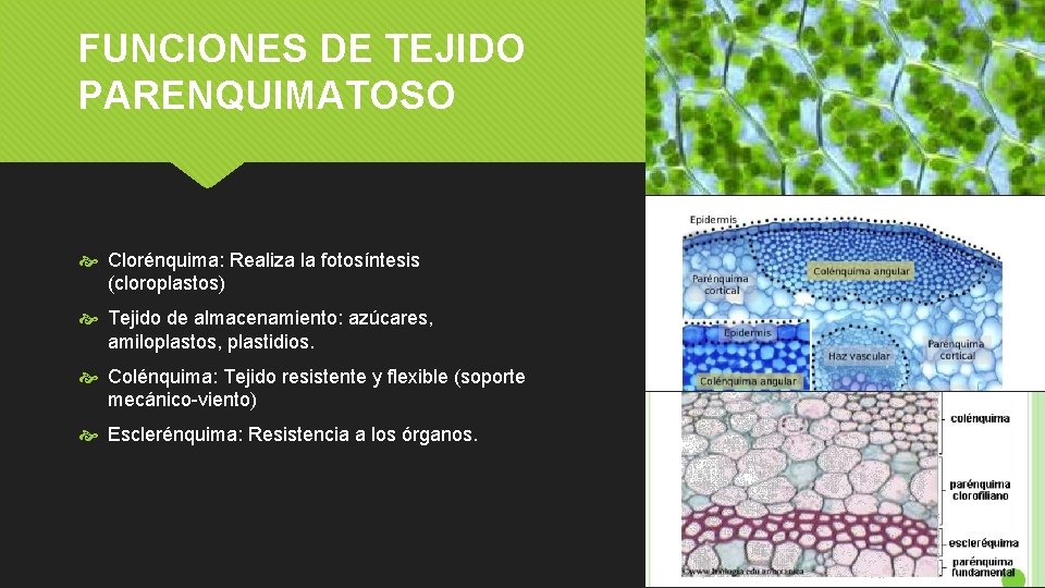 FUNCIONES DE TEJIDO PARENQUIMATOSO Clorénquima: Realiza la fotosíntesis (cloroplastos) Tejido de almacenamiento: azúcares, amiloplastos,