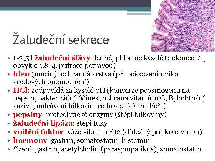 Žaludeční sekrece • 1 -2, 5 l žaludeční šťávy denně, p. H silně kyselé