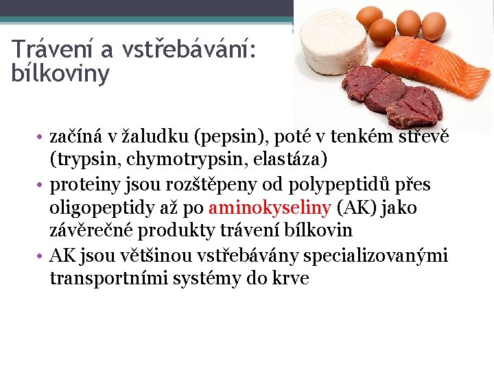 Trávení a vstřebávání: bílkoviny • začíná v žaludku (pepsin), poté v tenkém střevě (trypsin,