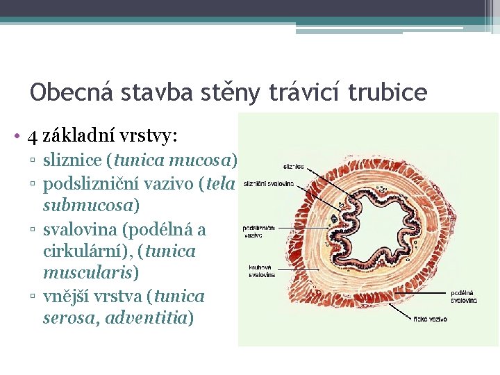 Obecná stavba stěny trávicí trubice • 4 základní vrstvy: ▫ sliznice (tunica mucosa) ▫