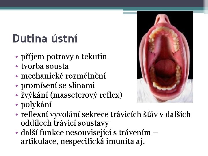 Dutina ústní • • příjem potravy a tekutin tvorba sousta mechanické rozmělnění promísení se