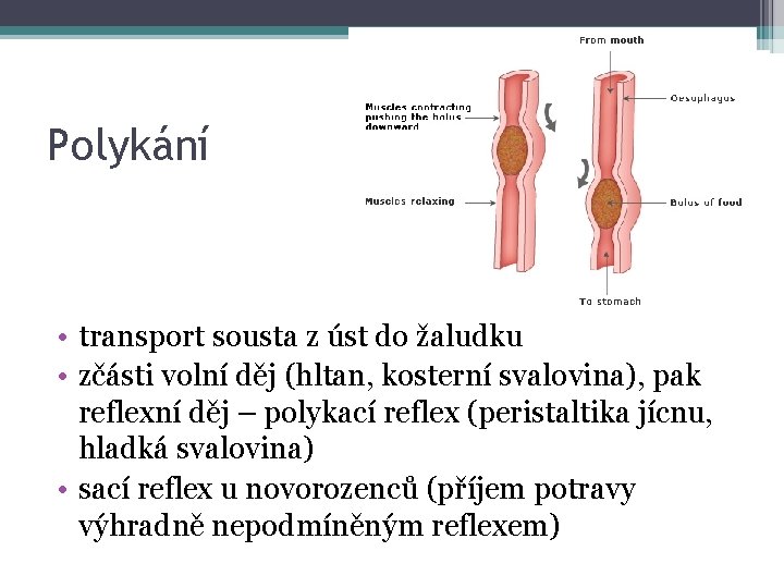 Polykání • transport sousta z úst do žaludku • zčásti volní děj (hltan, kosterní