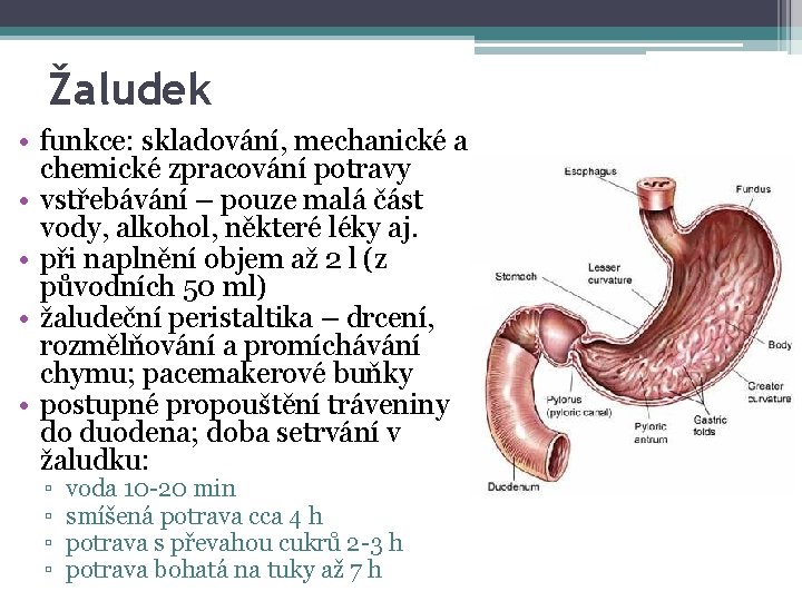 Žaludek • funkce: skladování, mechanické a chemické zpracování potravy • vstřebávání – pouze malá