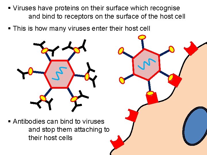 § Viruses have proteins on their surface which recognise and bind to receptors on