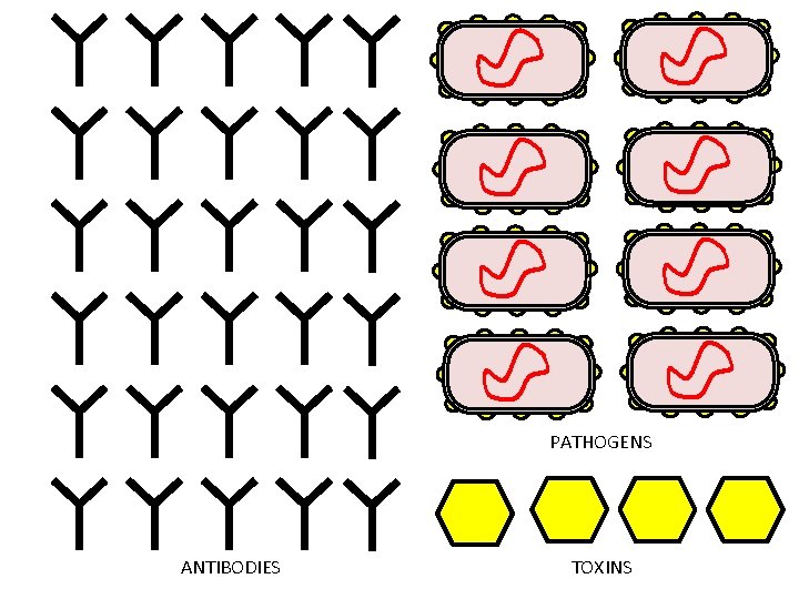 PATHOGENS ANTIBODIES TOXINS 