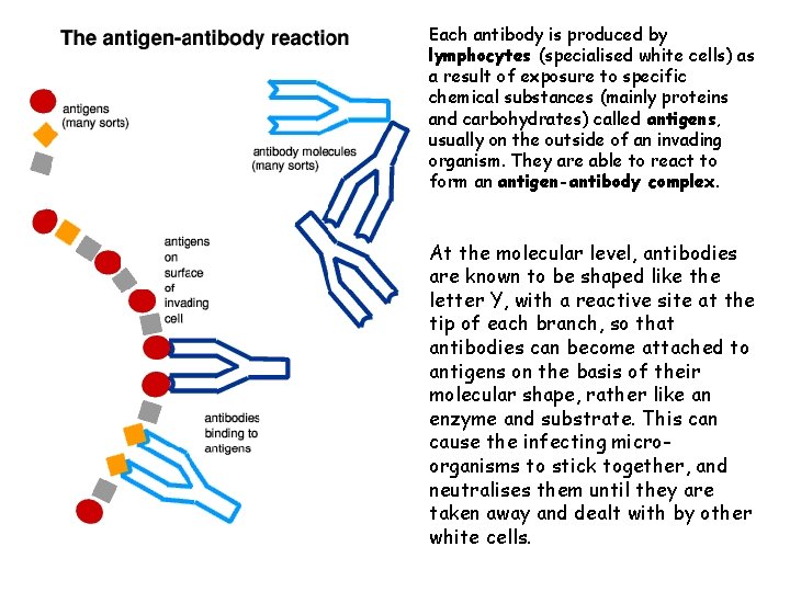 Each antibody is produced by lymphocytes (specialised white cells) as a result of exposure