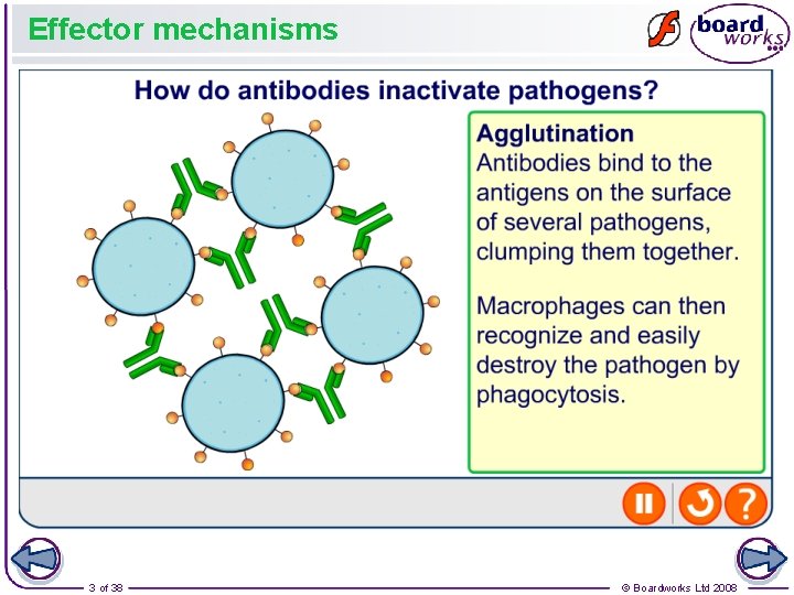 Effector mechanisms 3 of 38 © Boardworks Ltd 2008 