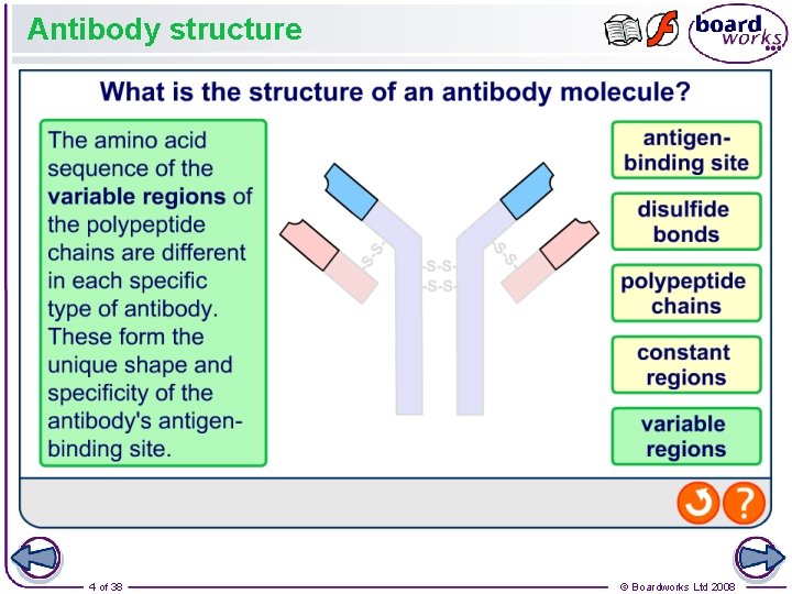 Antibody structure 4 of 38 © Boardworks Ltd 2008 