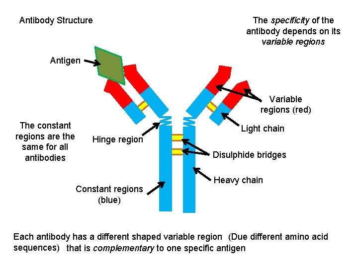 Antibody Structure The specificity of the antibody depends on its variable regions Antigen Variable