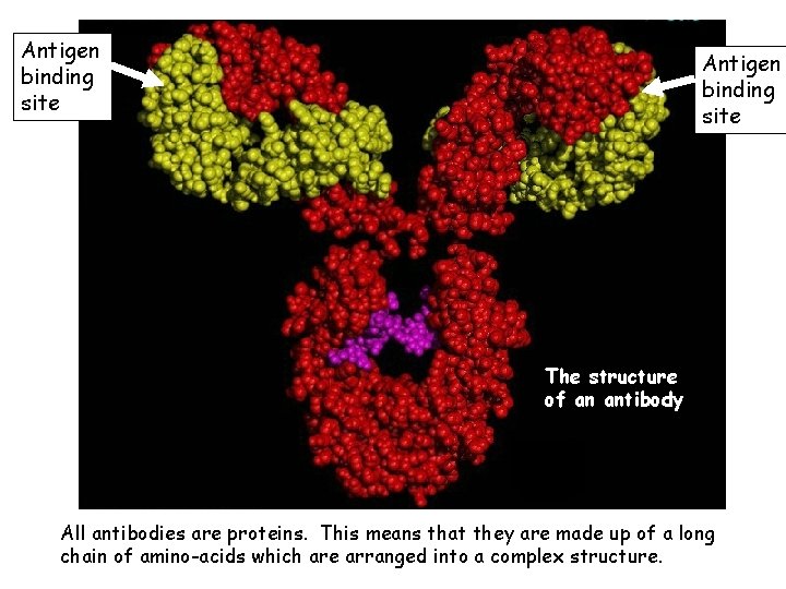 Antigen binding site The structure of an antibody All antibodies are proteins. This means