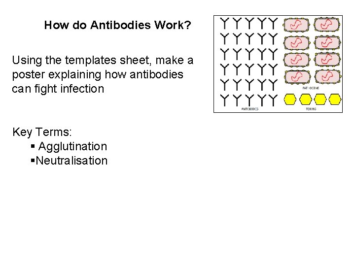 How do Antibodies Work? Using the templates sheet, make a poster explaining how antibodies