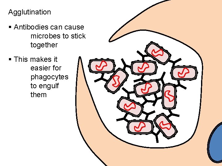 Agglutination § Antibodies can cause microbes to stick together § This makes it easier