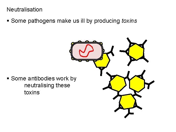 Neutralisation § Some pathogens make us ill by producing toxins § Some antibodies work