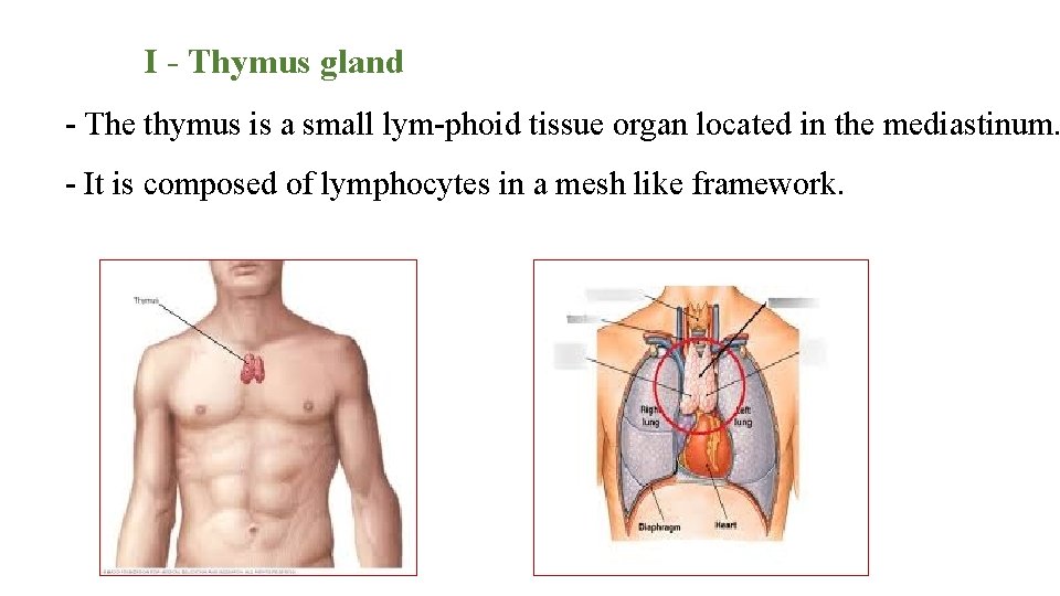 I - Thymus gland The thymus is a small lym phoid tissue organ located