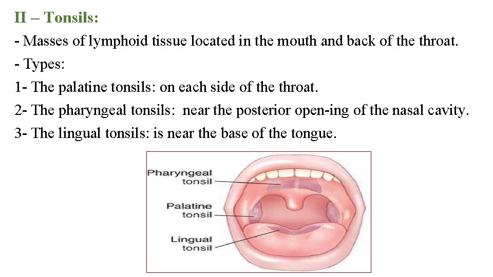 II – Tonsils: Masses of lymphoid tissue located in the mouth and back of