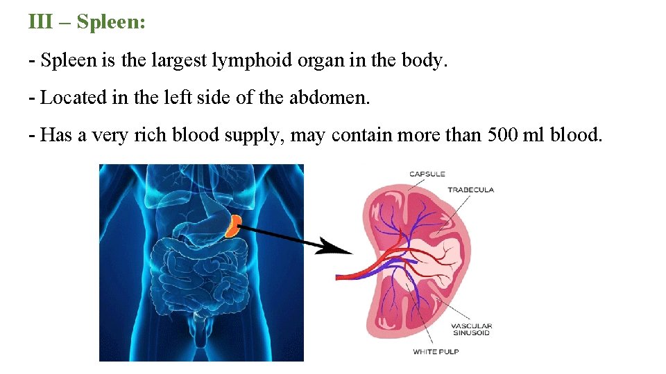 III – Spleen: Spleen is the largest lymphoid organ in the body. Located in