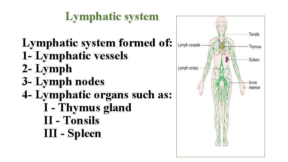 Lymphatic system formed of: 1 - Lymphatic vessels 2 - Lymph 3 - Lymph