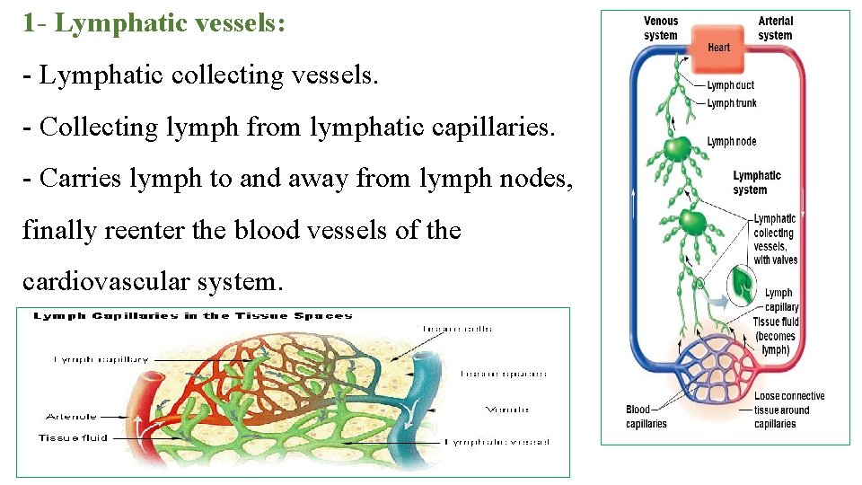 1 - Lymphatic vessels: Lymphatic collecting vessels. Collecting lymph from lymphatic capillaries. Carries lymph