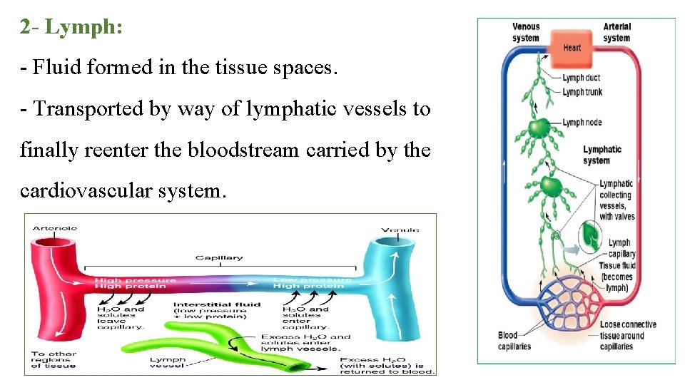 2 - Lymph: Fluid formed in the tissue spaces. Transported by way of lymphatic