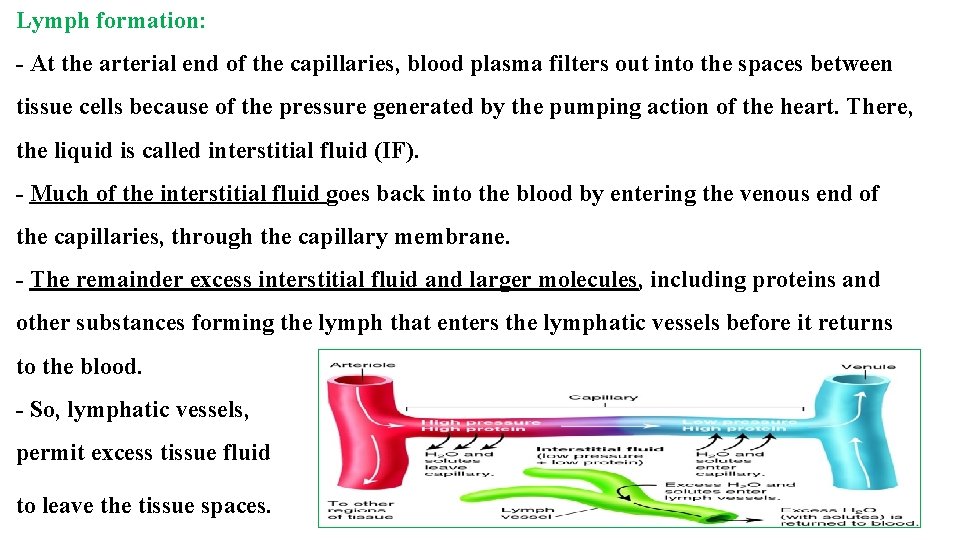 Lymph formation: - At the arterial end of the capillaries, blood plasma filters out