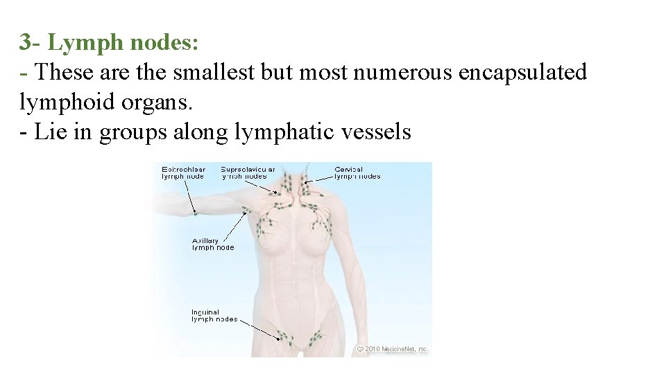 3 - Lymph nodes: - These are the smallest but most numerous encapsulated lymphoid