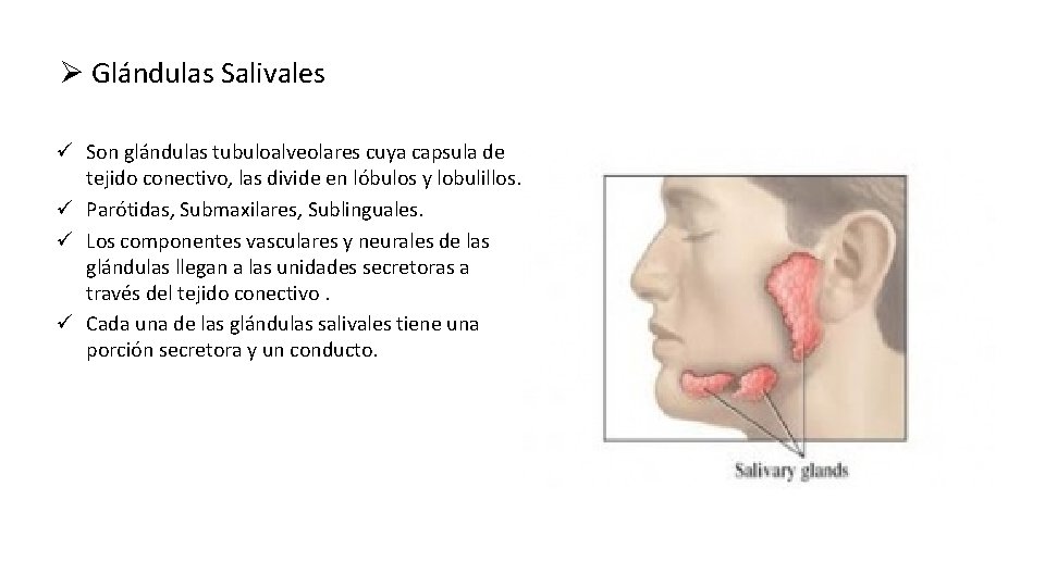 Ø Glándulas Salivales ü Son glándulas tubuloalveolares cuya capsula de tejido conectivo, las divide