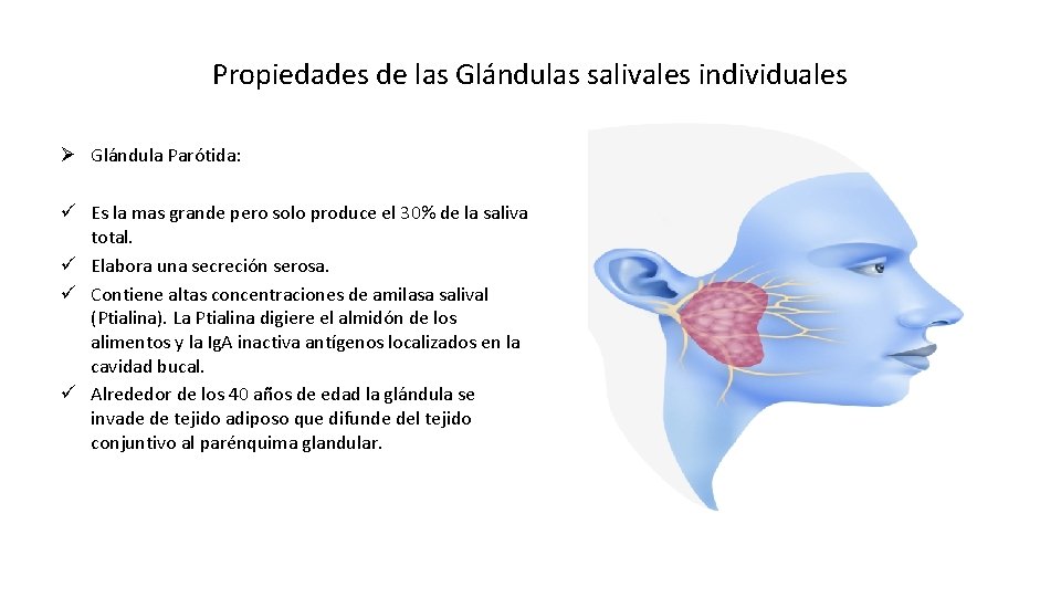 Propiedades de las Glándulas salivales individuales Ø Glándula Parótida: ü Es la mas grande