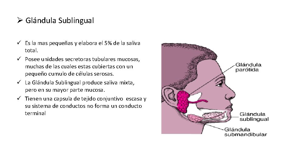 Ø Glándula Sublingual ü Es la mas pequeñas y elabora el 5% de la