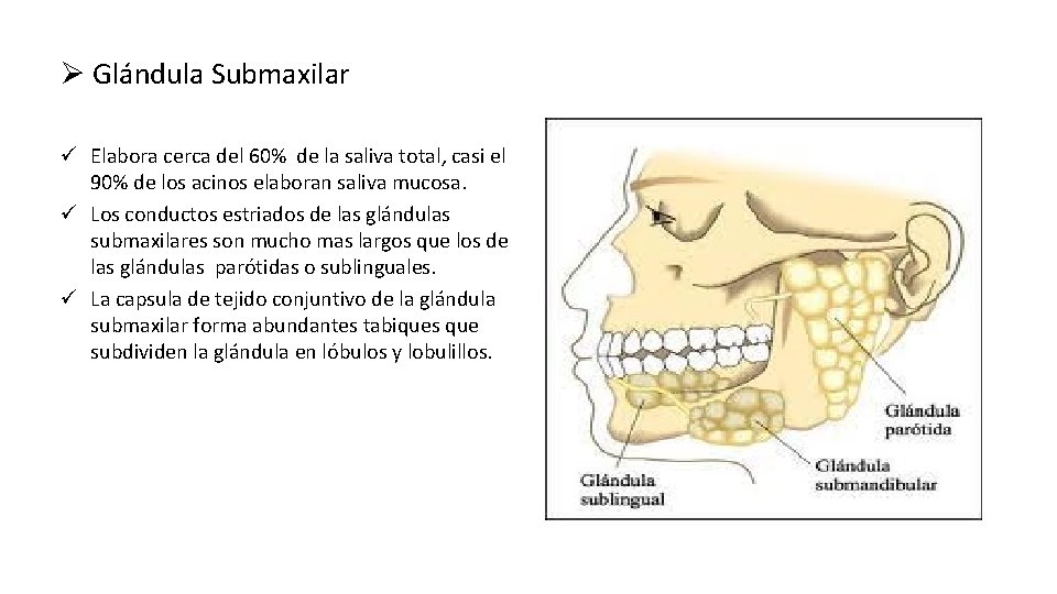 Ø Glándula Submaxilar ü Elabora cerca del 60% de la saliva total, casi el