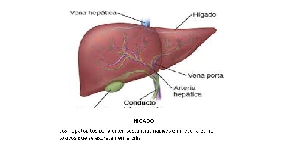 HIGADO Los hepatocitos convierten sustancias nacivas en materiales no tóxicos que se excretan en