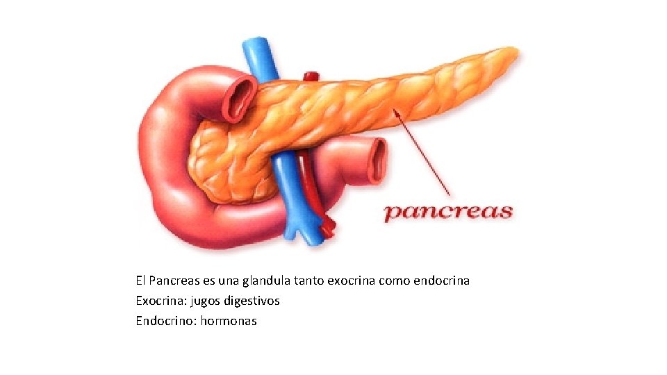 El Pancreas es una glandula tanto exocrina como endocrina Exocrina: jugos digestivos Endocrino: hormonas