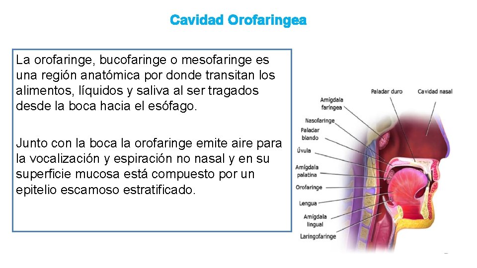 Cavidad Orofaringea La orofaringe, bucofaringe o mesofaringe es una región anatómica por donde transitan
