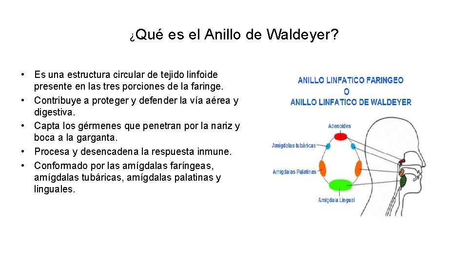 ¿Qué es el Anillo de Waldeyer? • Es una estructura circular de tejido linfoide