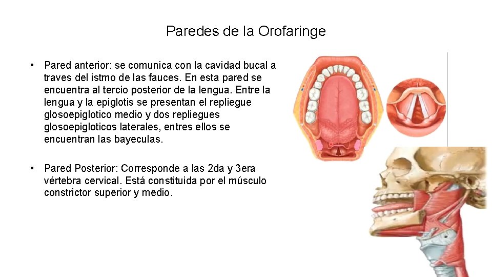 Paredes de la Orofaringe • Pared anterior: se comunica con la cavidad bucal a