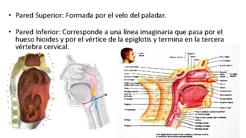  • Pared Superior: Formada por el velo del paladar. • Pared Inferior: Corresponde