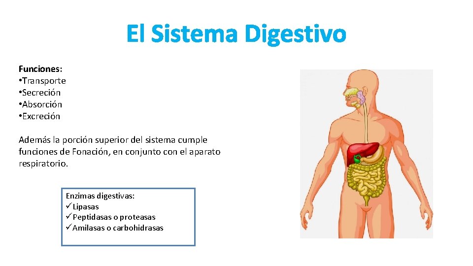 El Sistema Digestivo Funciones: • Transporte • Secreción • Absorción • Excreción Además la