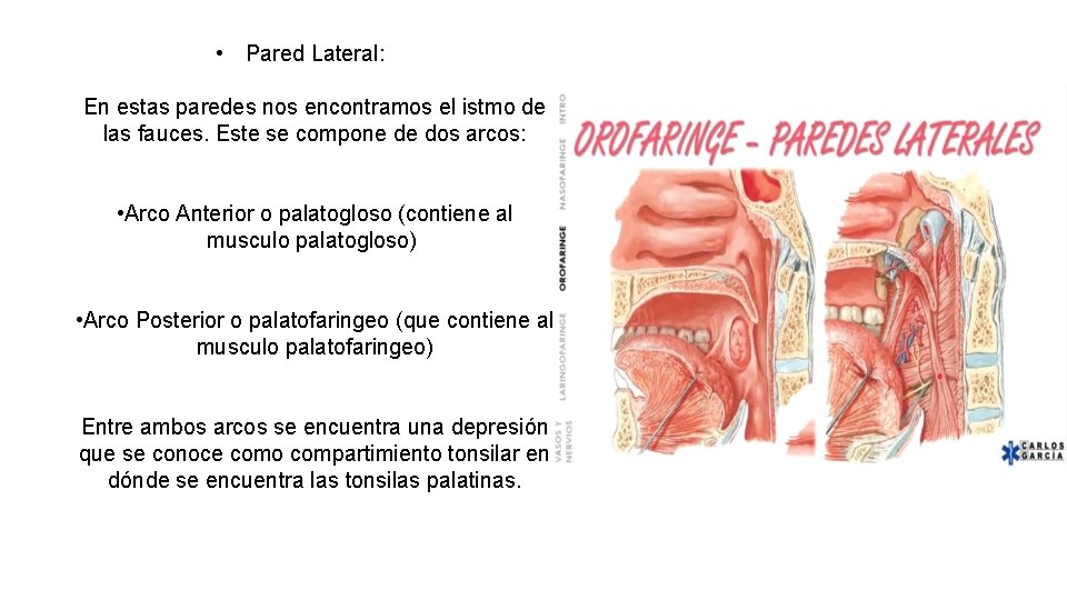  • Pared Lateral: En estas paredes nos encontramos el istmo de las fauces.