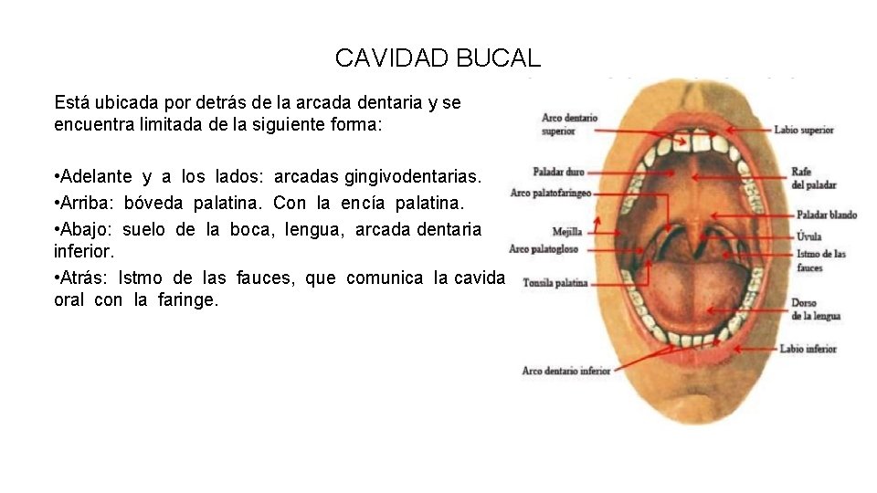 CAVIDAD BUCAL Está ubicada por detrás de la arcada dentaria y se encuentra limitada