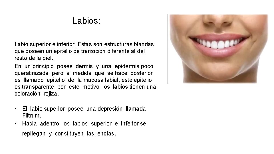 Labios: Labio superior e inferior. Estas son estructuras blandas que poseen un epitelio de